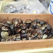 お吸い物に!蛤!