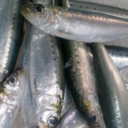 北山魚伊の節分