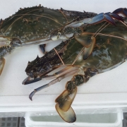 こちらも負けていません!